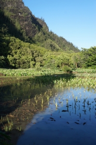COURTESY HISTORIC HAWAI'I FOUNDATION Restoration of the Ha‘ena State Park taro patch was done primarily by hand by members and supporters of the park.