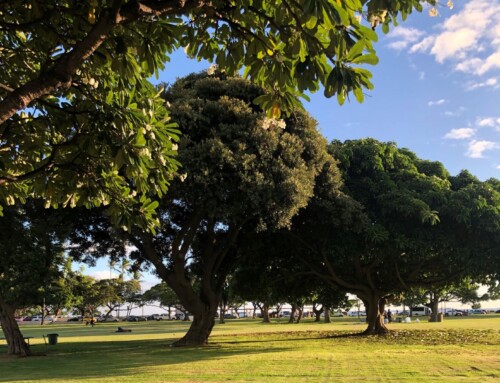 New Initiative to Plant and Preserve Trees: Trees For Honolulu’s Future
