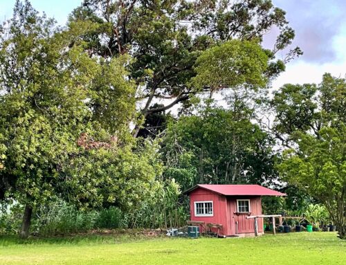 Caretaking a Historic Cottage in Waimea