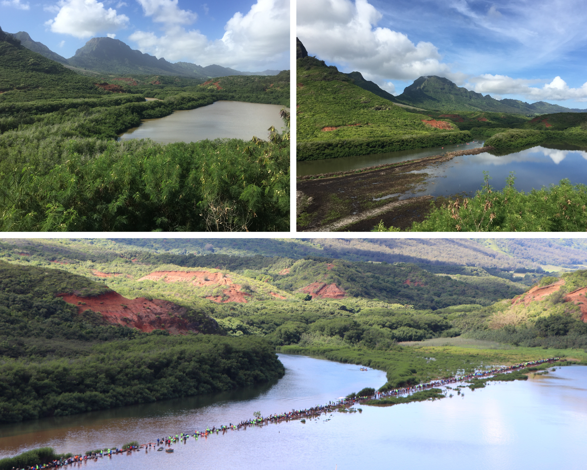 Top Left to Right: Alakoko Fishpond in December 2018, photo taken from the lookout showing it overgrown with mangrove; Alakoko Fishpond in August 2019, photo taken from the lookout showing mid-waypoint of mangrove removal project (approximately 2/3rds of wall cleared). Photos courtesy of Mālama Hulē'i‘a. Bottom: Aerial Shot of the Alakoko Fishpond Community Workday on October 21, 2023. Photo courtesy of Daniel Dennison from DLNR.