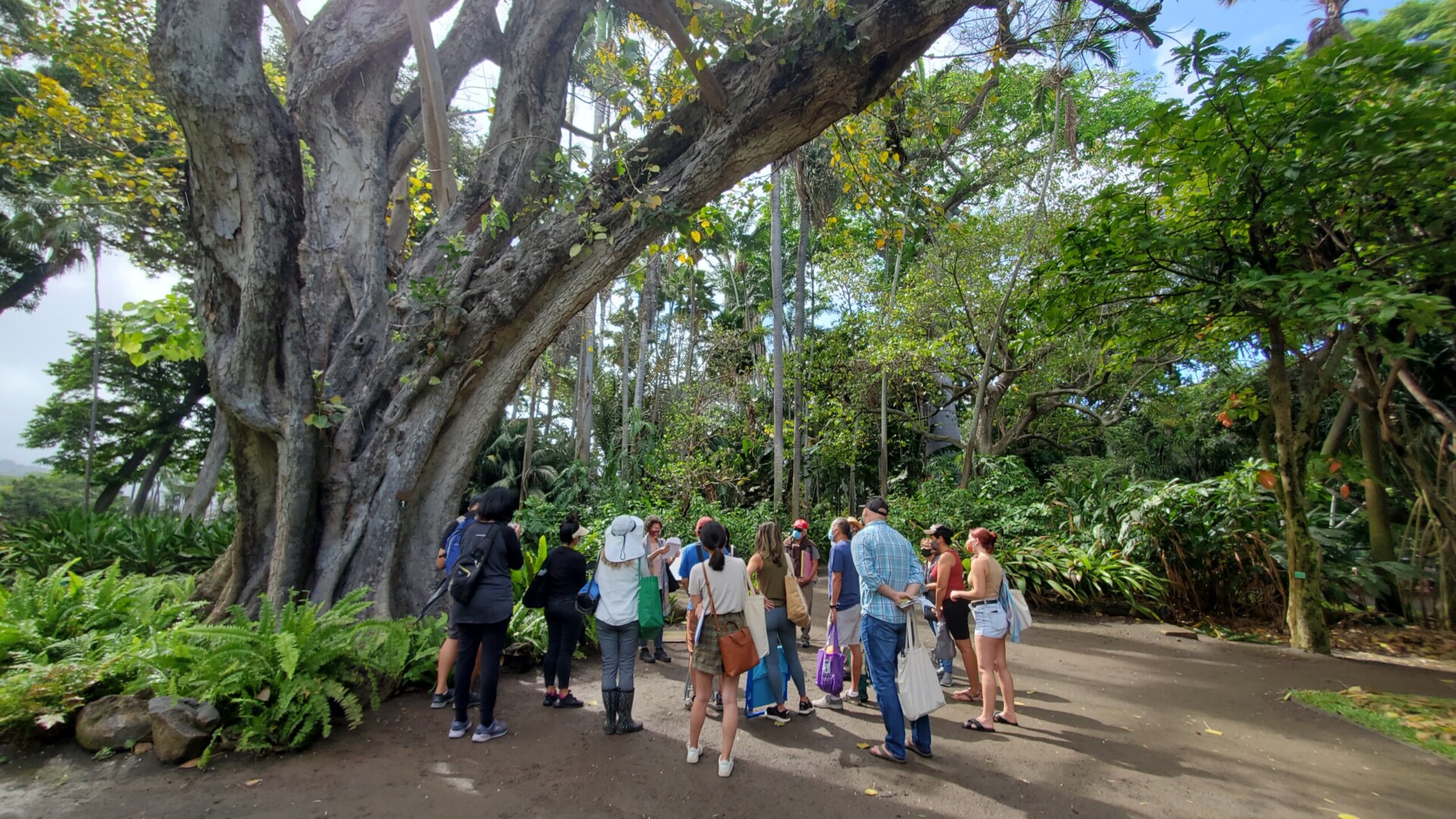 Photo Gallery Of Hhfs Sketching Event At Foster Botanical Garden Historic Hawaii Foundation