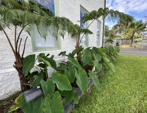 East Hawai‘i Cultural Center’s Native Plant Revitalization Project