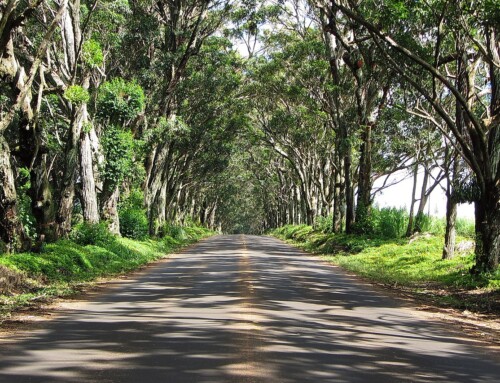 Consultation helps protect Maluhia Tree Tunnel & three historic bridges on Kaua‘i