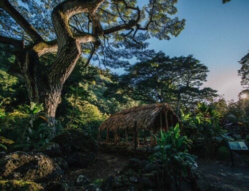 Waimea Valley Introduces New Cultural Learning Program for Visitors